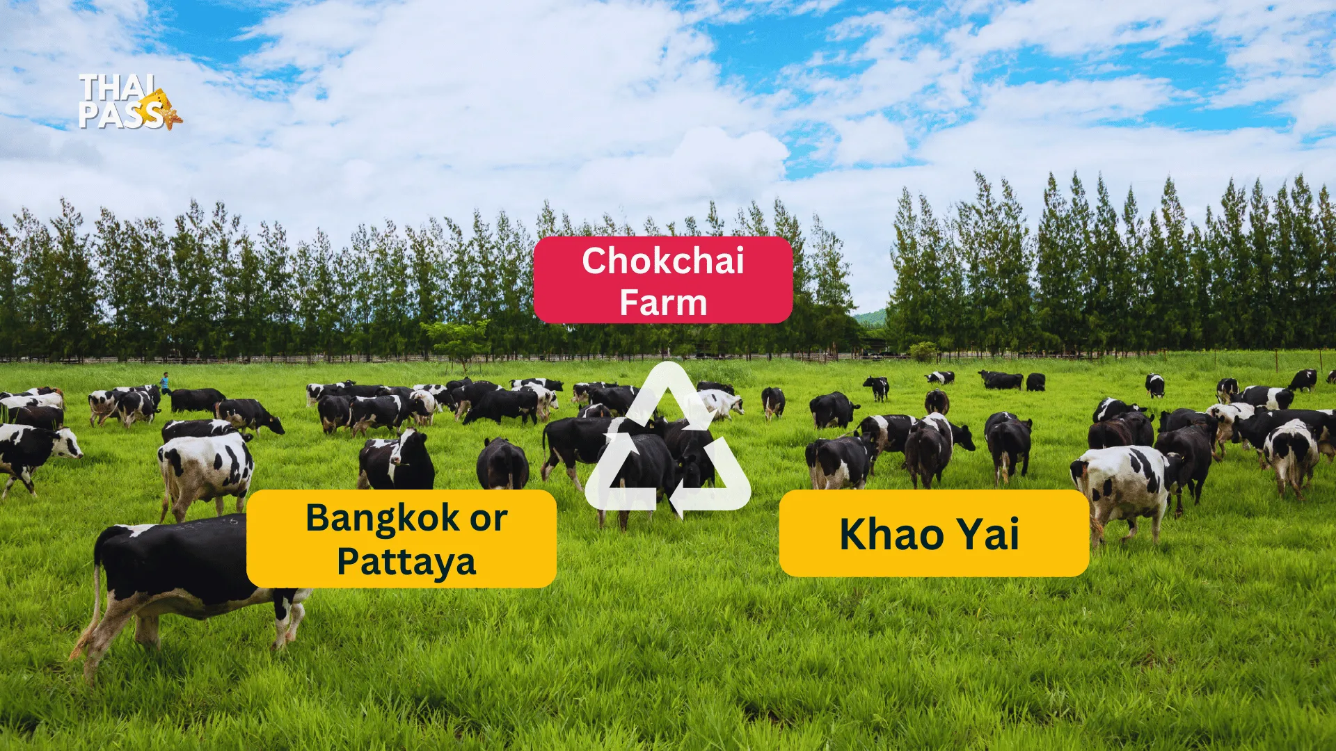 Private Transfer from Bangkok / Pattaya to Khao Yai and Chokchai Farm