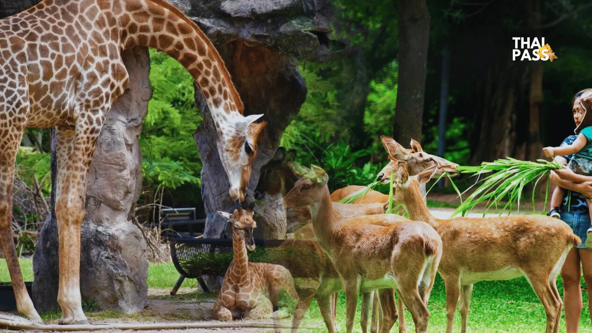 Khao Kheow Open Zoo PattayaThai Pass