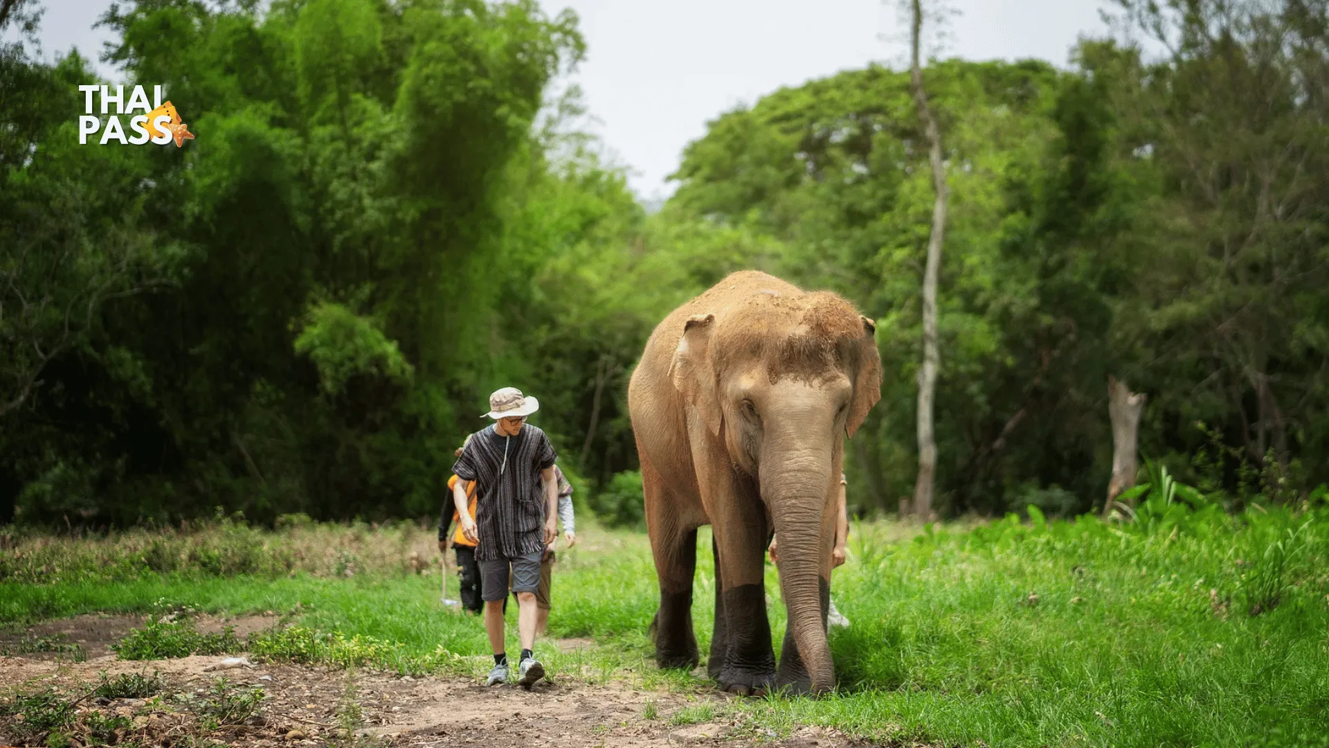 Elephant Jungle Sanctuary - SamuiThai Pass