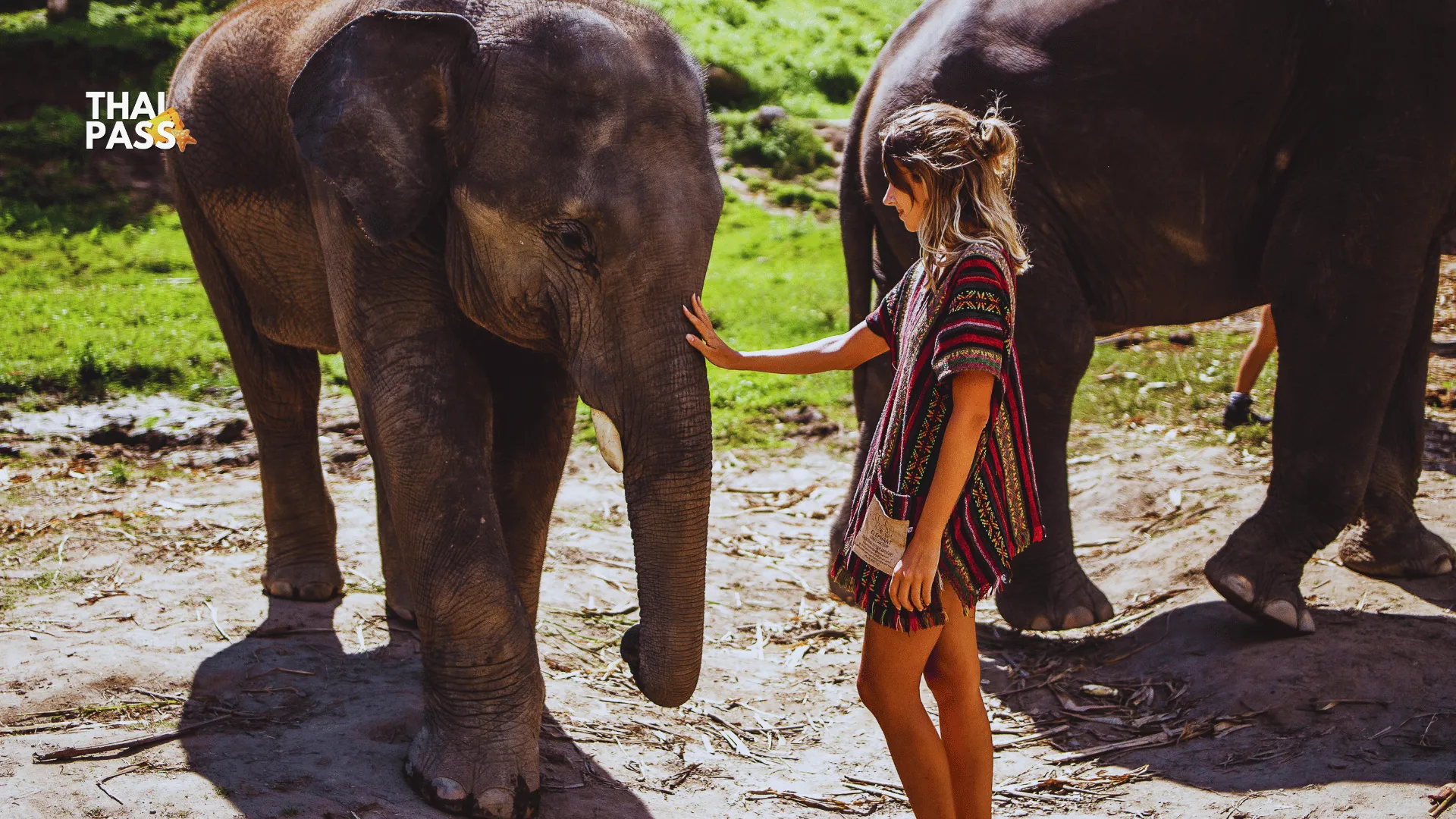 Elephant Jungle Sanctuary - Chiang Mai