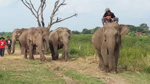 Closest Way for Wild Life & Living as Thai People with Thai Costume in Ayutthaya Day Tour - Thai Pass