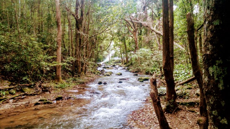 Day Tour - Doi Inthanon National Park and Pha Dok Siew - Thai Pass