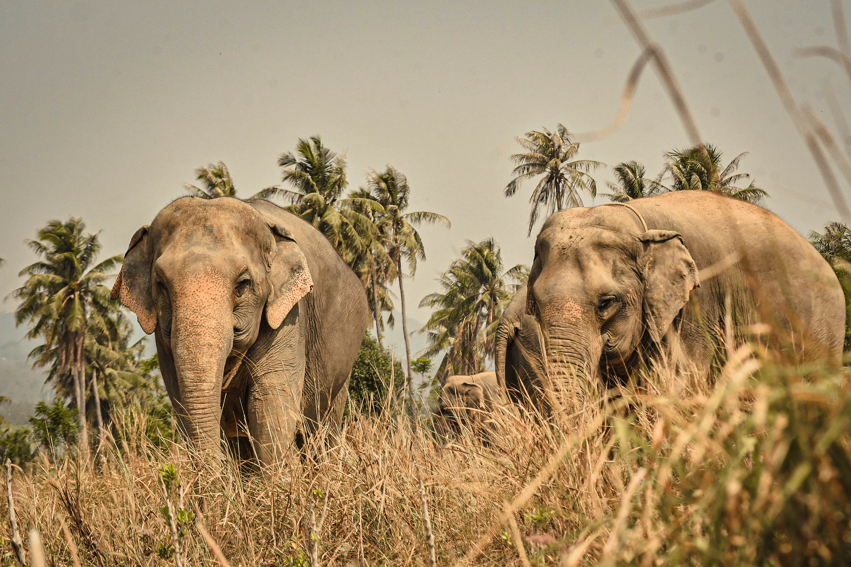 Elephant Jungle Sanctuary - Pattaya - Thai Pass