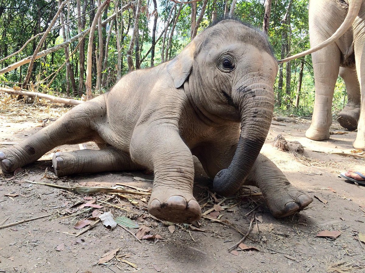 Elephant Jungle Sanctuary - Chiang Mai - Thai Pass