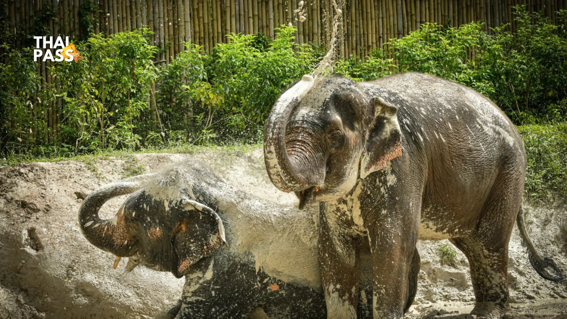 Elephant Jungle Sanctuary Tickets, Phuket - Thai Pass