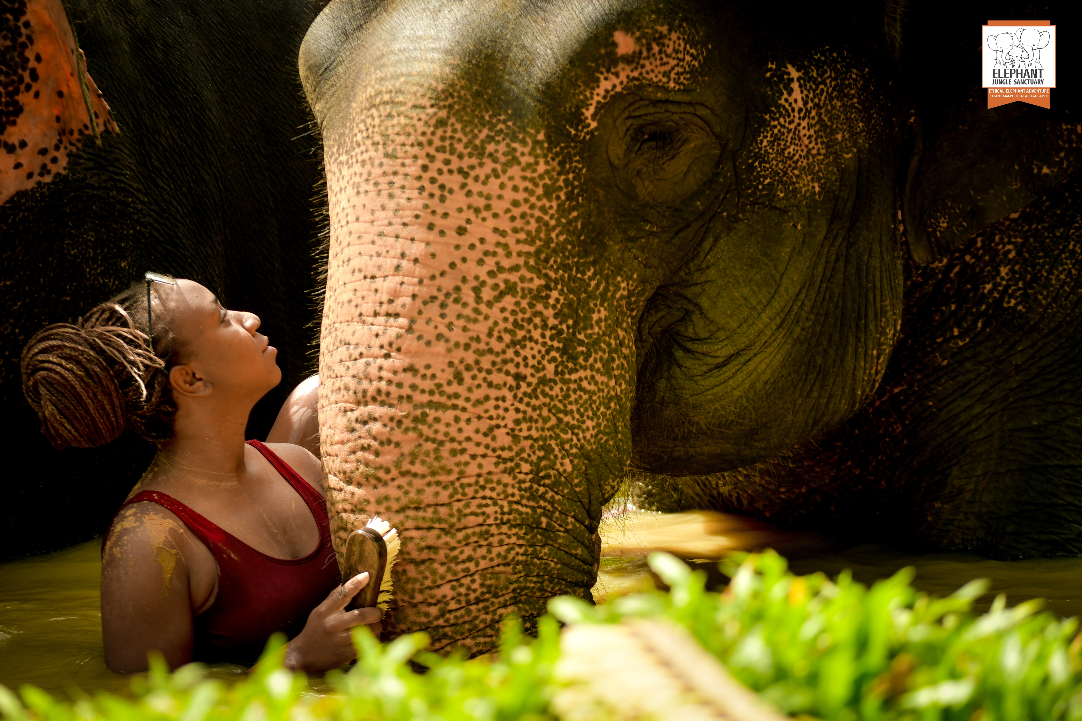 Phuket: Half Day Visit with Meal by Elephant Jungle Sanctuary - Phuket Thai Pass