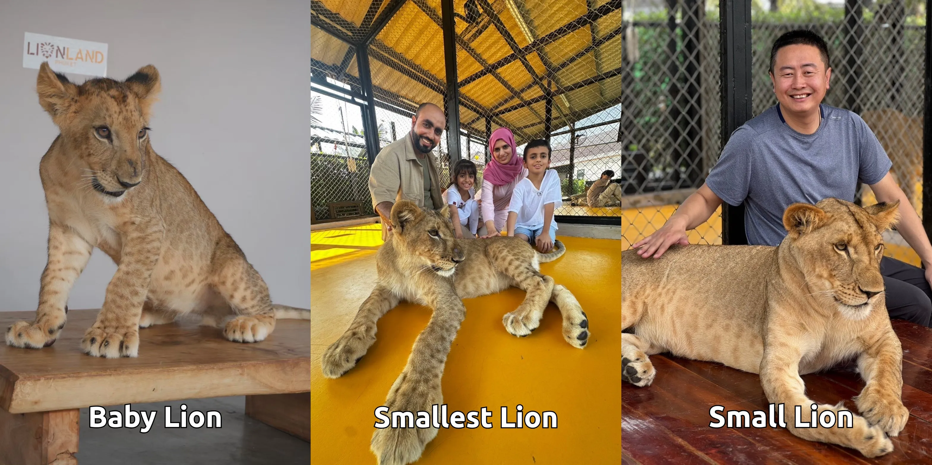 Lion Land Phuket Ticket - Thai Pass