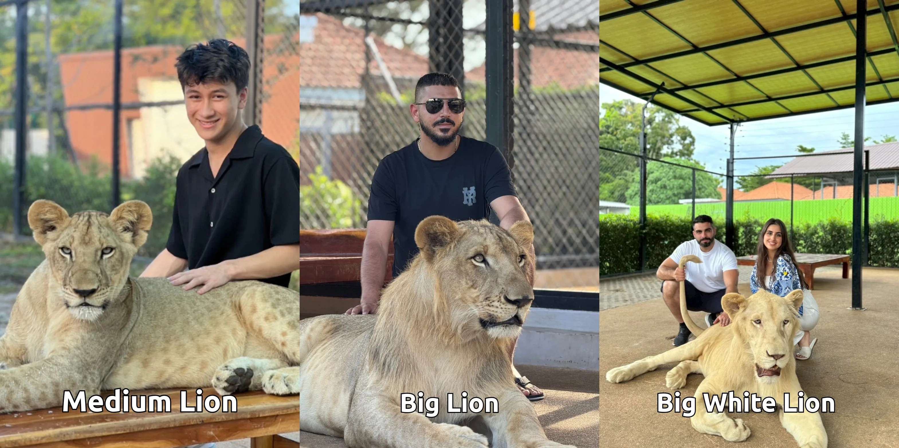 Lion Land Phuket Ticket - Thai Pass