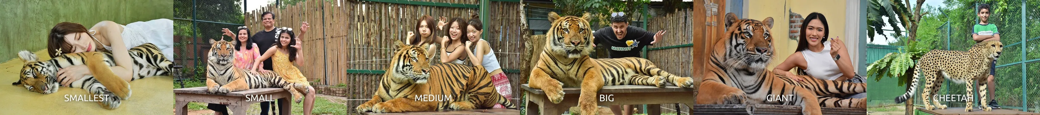 Tiger Kingdom Phuket with Private Transportation in Phuket - Thai Pass