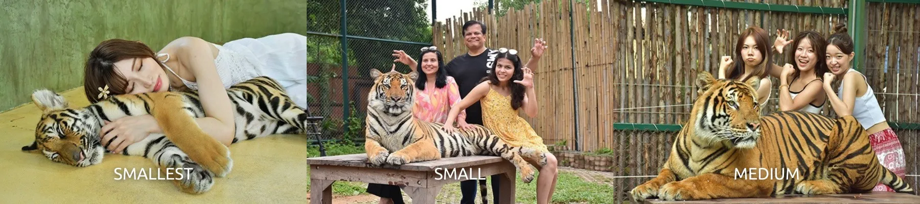 Tiger Kingdom Phuket Ticket with Private Transportation - Thai Pass