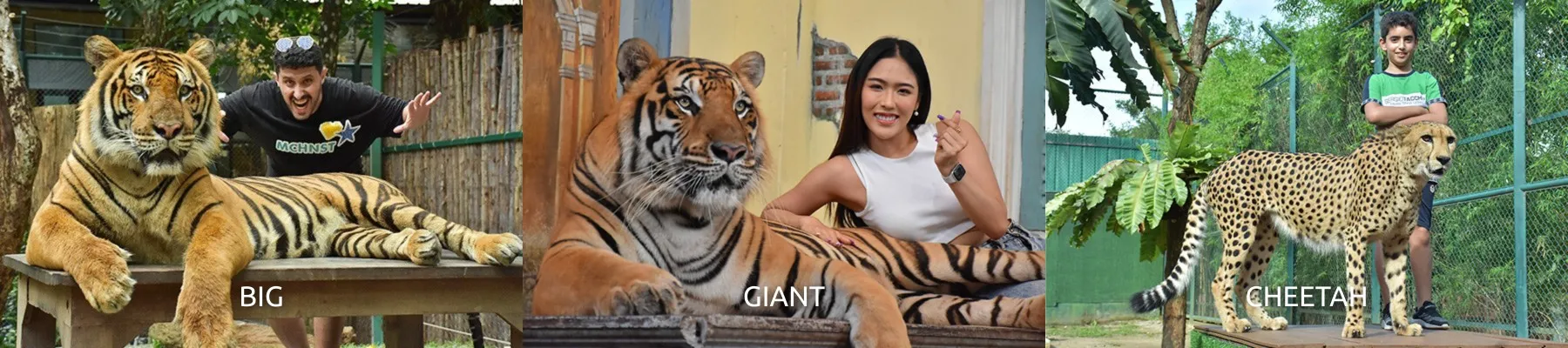 Tiger Kingdom Phuket Ticket with Private Transportation - Thai Pass