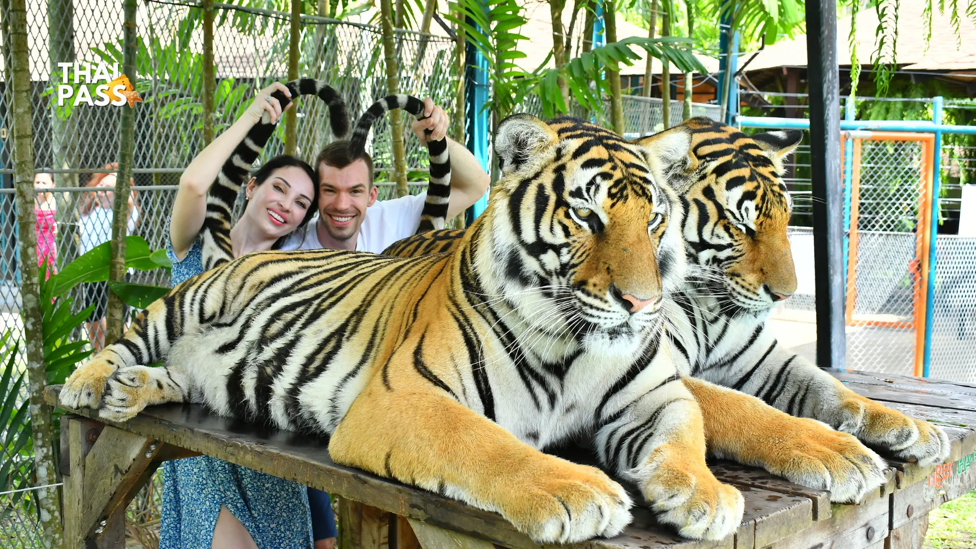 Tiger Park Phuket and Big Buddha Ticket - Thai Pass