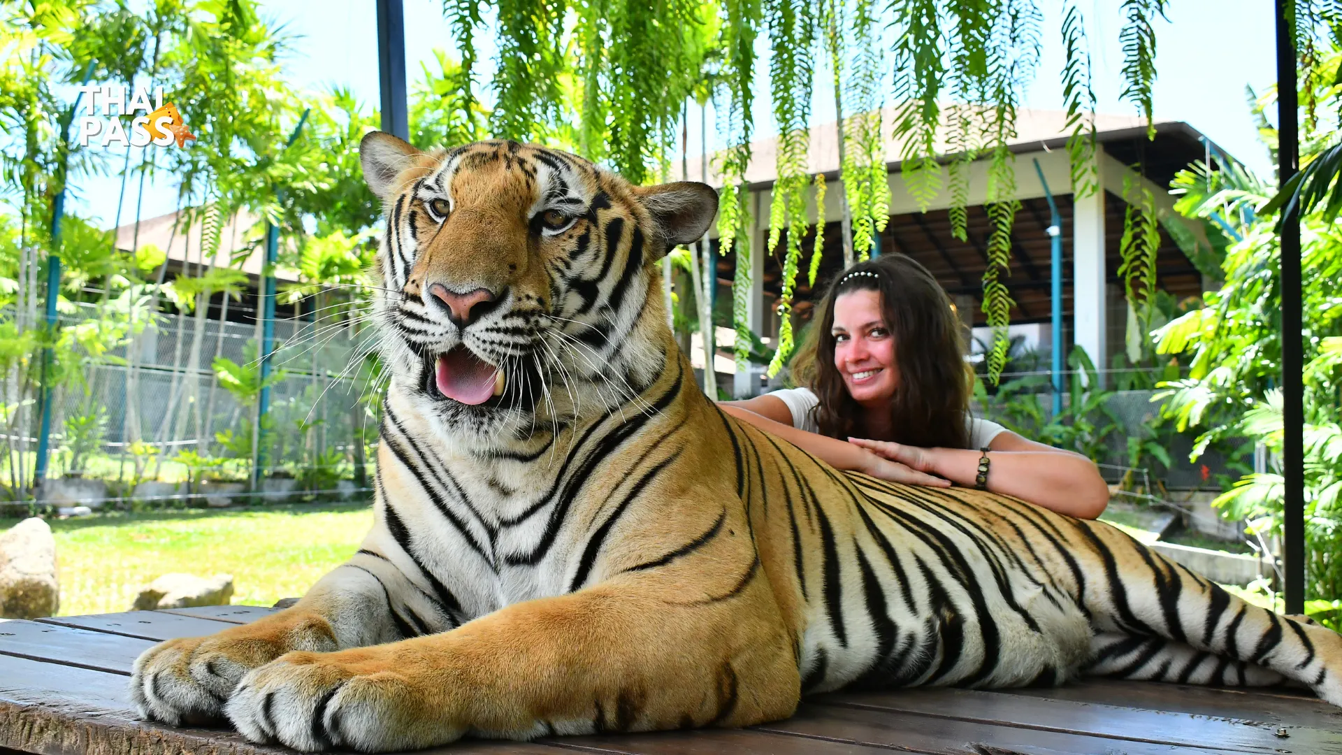 Tiger Park Phuket and Big Buddha Ticket - Thai Pass