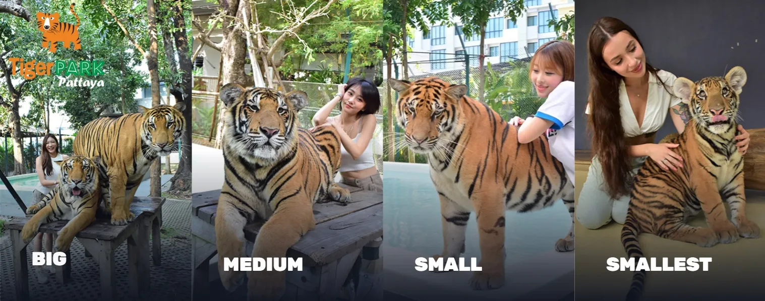 Tiger Park Pattaya