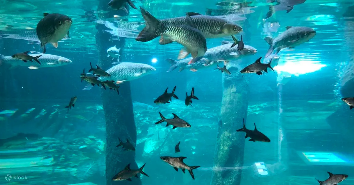 Underwater World Pattaya + Private Transfer - Thai Pass