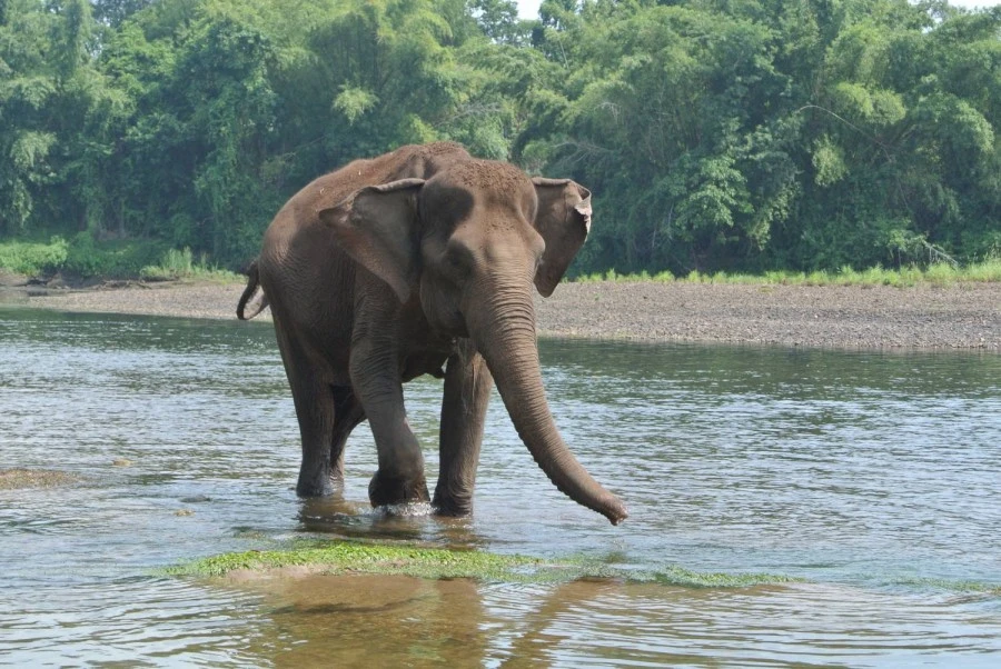 Elephant Day Care at Elephants World Kanchanaburi_thumbnail_thethaipass.com