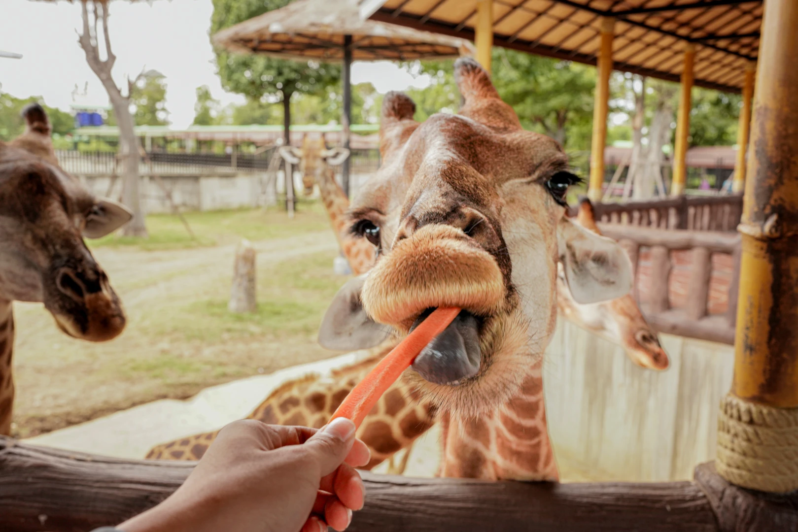 Closest Way for Wild Life & Living as Thai People with Thai Costume in Ayutthaya Day Tour_thumbnail_thethaipass.com