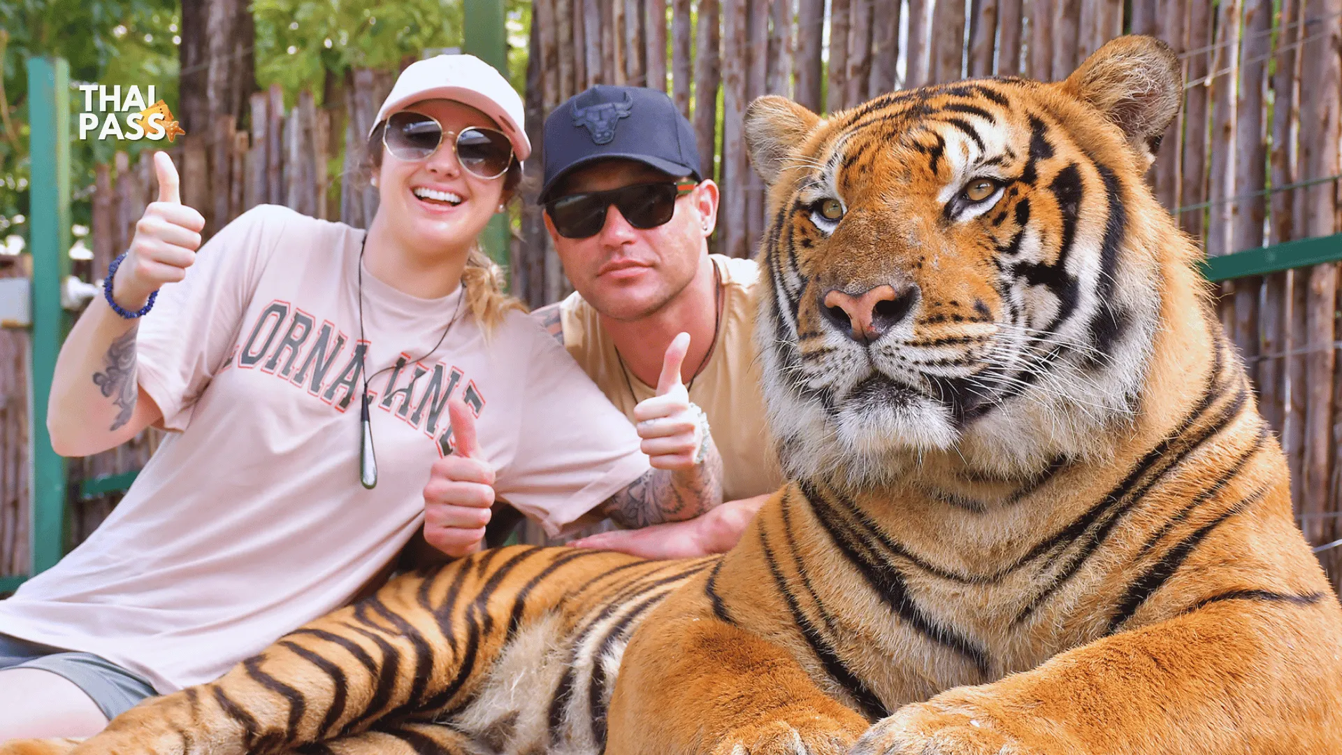 Tiger Kingdom Phuket with Private Transportation in Phuket_thumbnail_thethaipass.com