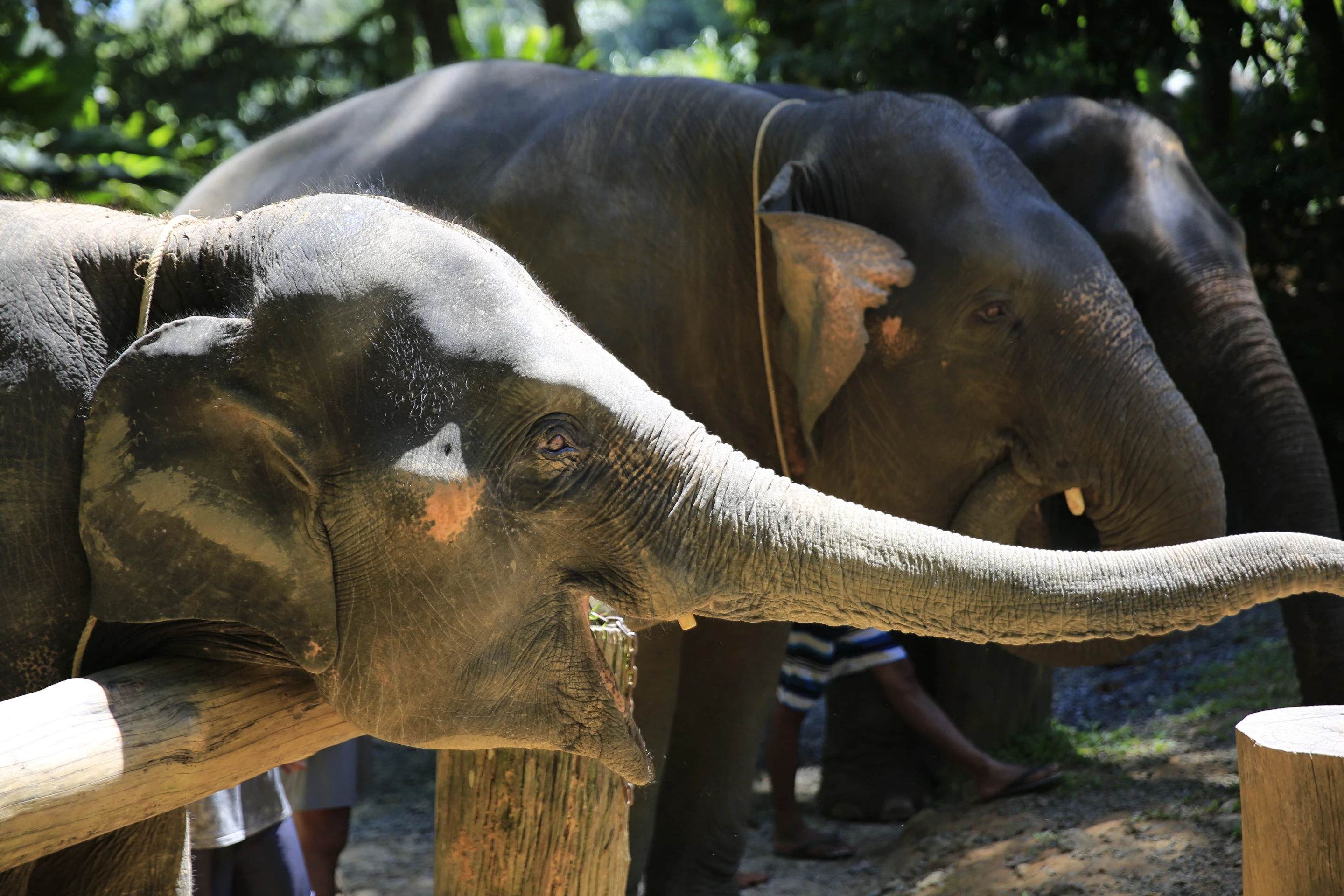 Elephant Bathing at Welfare Center_thumbnail_thethaipass.com