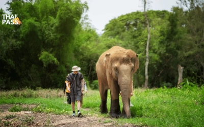 Elephant Jungle Sanctuary - SamuiThai Pass