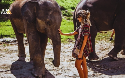 Elephant Jungle Sanctuary - Chiang Mai