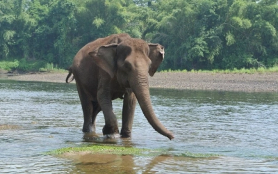 Elephant Day Care at Elephants World KanchanaburiThai Pass