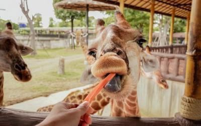 Closest Way for Wild Life & Living as Thai People with Thai Costume in Ayutthaya Day TourThai Pass