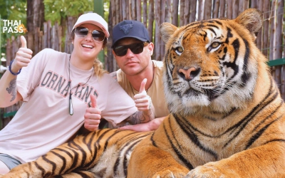 Tiger Kingdom Phuket with Private Transportation in Phuket