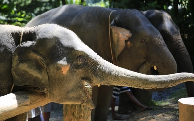 Elephant Bathing at Welfare CenterThai Pass