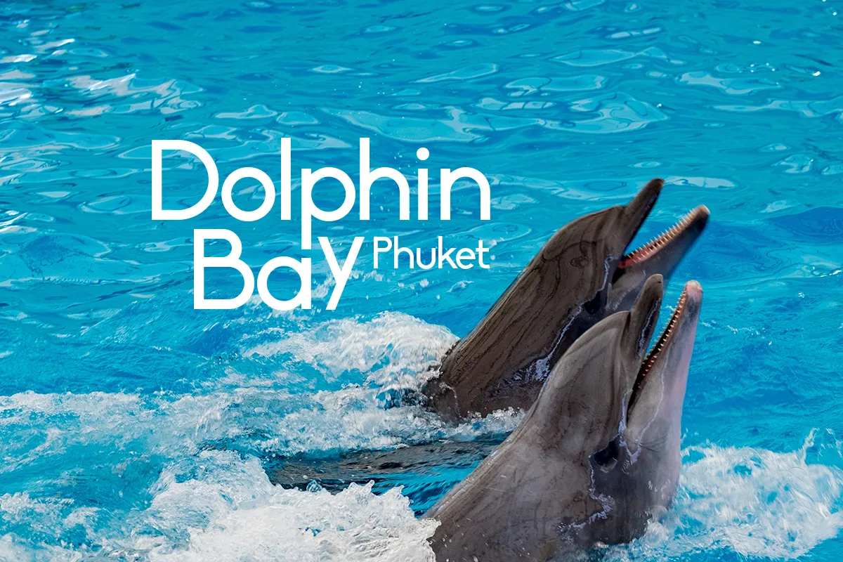 Dolphin Bay (Phuket Dolphin Show) Ticket_thumbnail_thethaipass.com