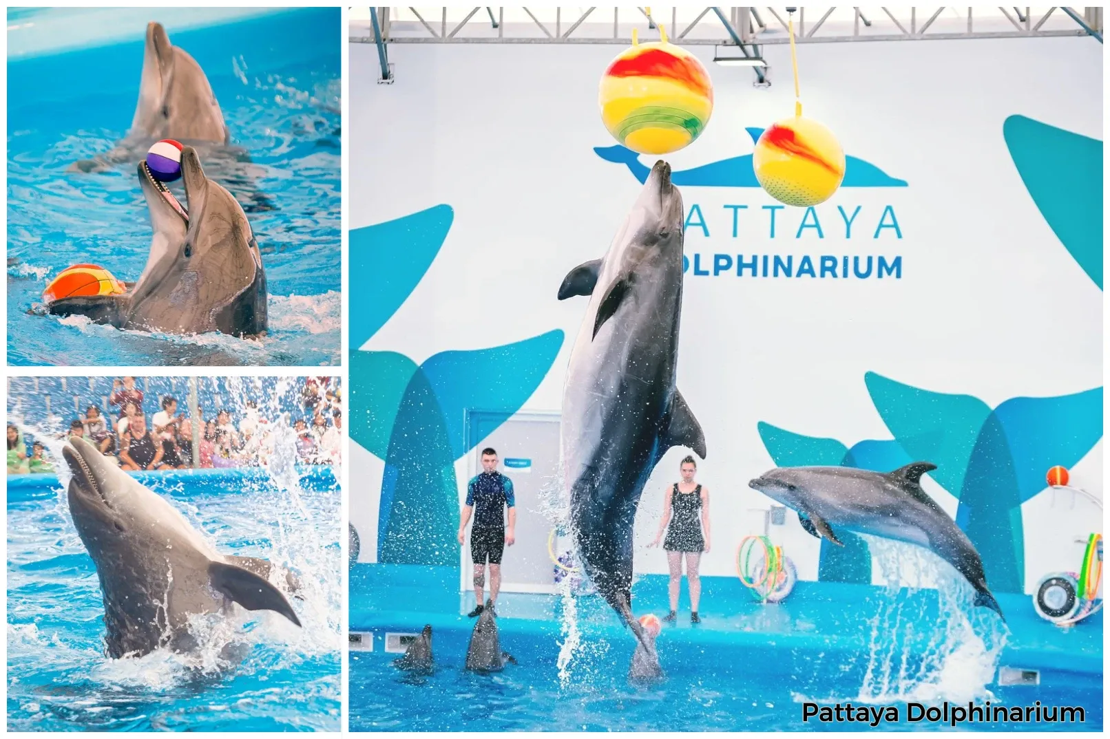 Pattaya Dolphinarium Tickets_thumbnail_thethaipass.com