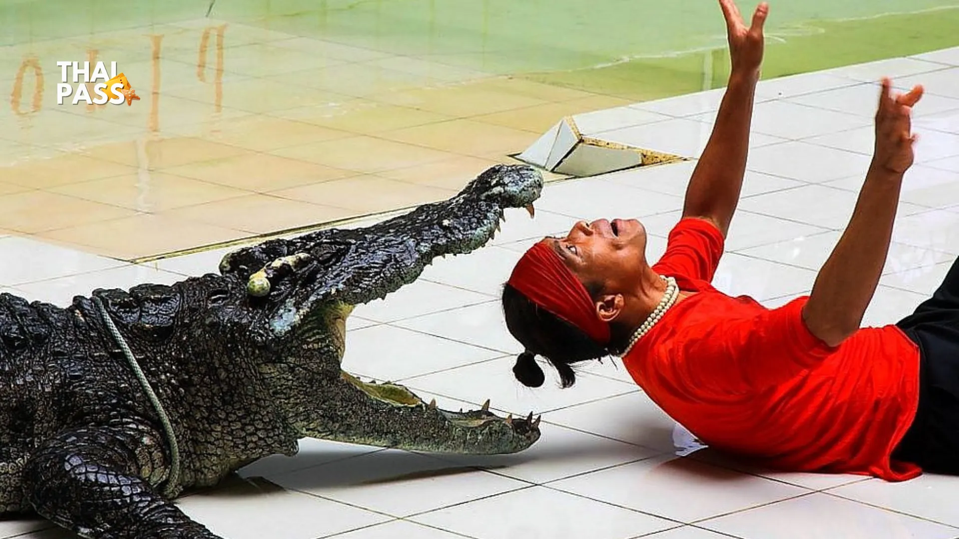 Phuket Crocodile Farm and Crocodile Show Ticket