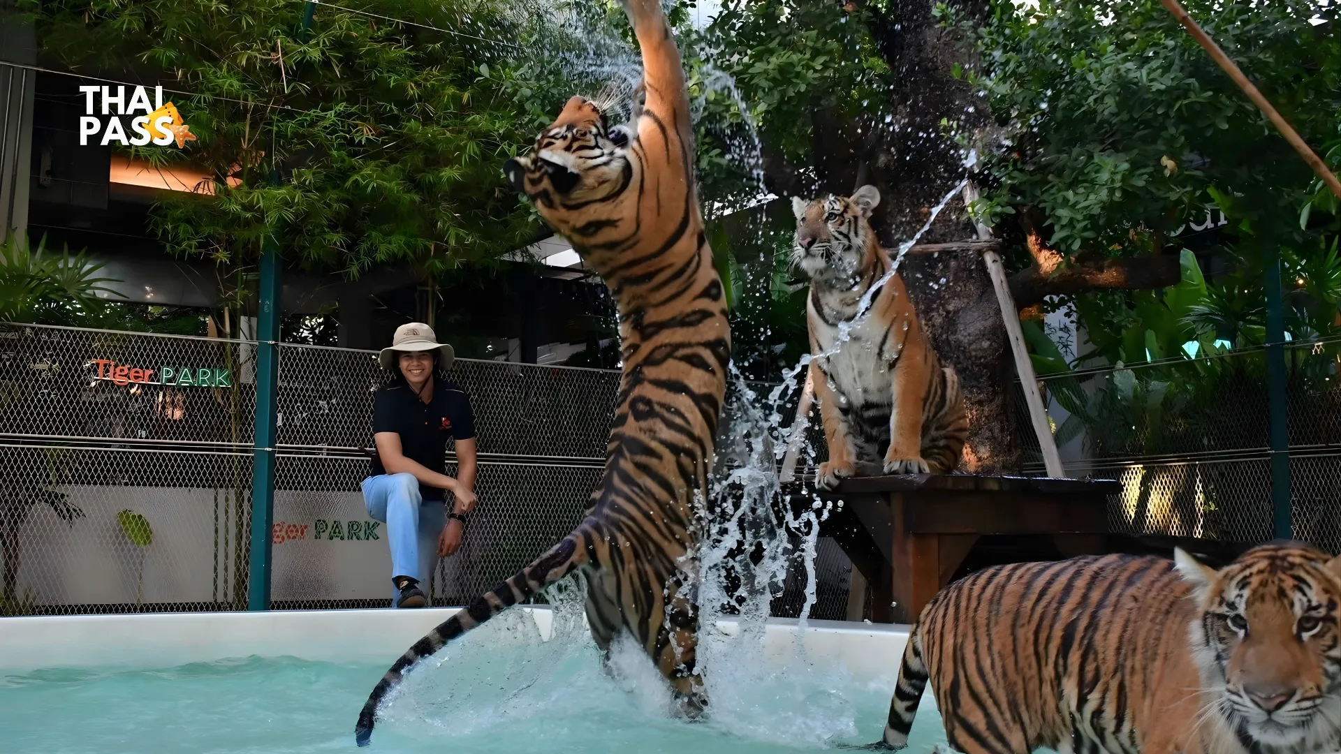 Tiger Park Phuket and Big Buddha Ticket_thumbnail_thethaipass.com